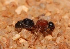 Réf. 350 619 : Smicromyrmini inconnu